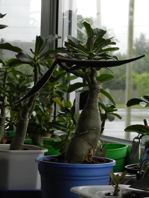 RSCN0142.JPG