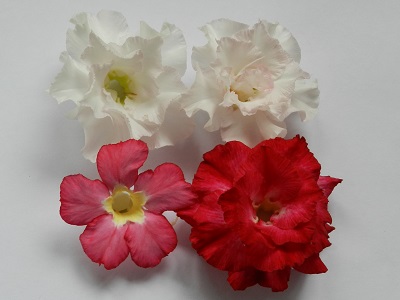 RSCN0138.JPG