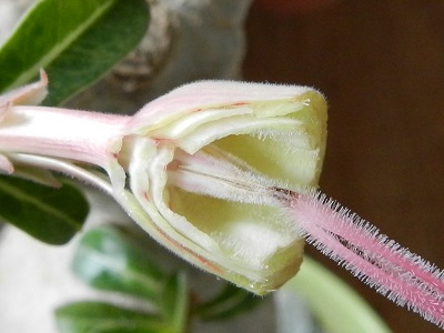 RSCN0146.JPG