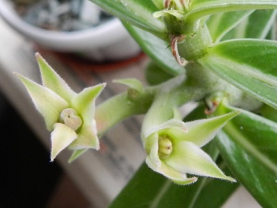 RSCN0081.JPG