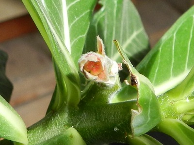 RSCN0157.JPG