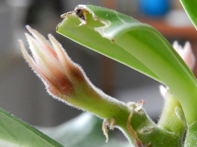 RSCN0103.JPG