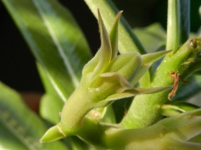 RSCN0170.JPG