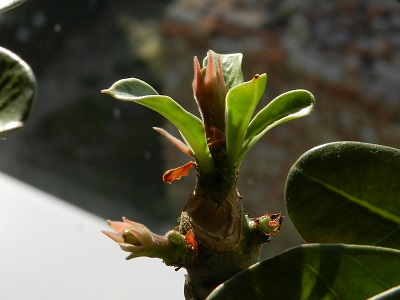 RSCN0209.JPG