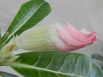 RSCN0334.JPG