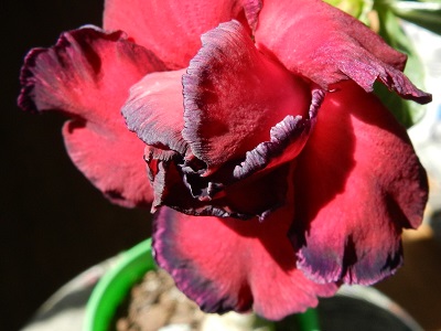 RSCN0333.JPG