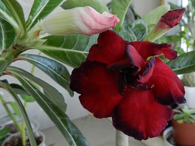RSCN0332.JPG