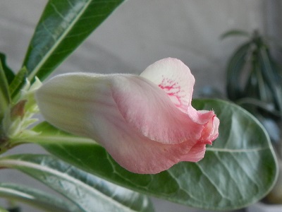 RSCN0337.JPG