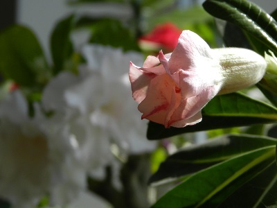RSCN0354.JPG