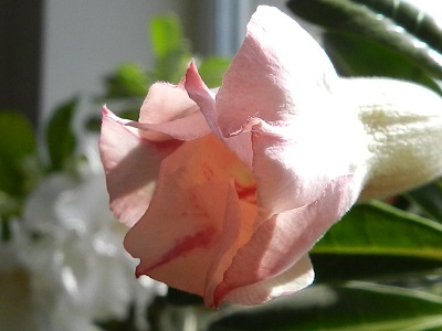 RSCN0370.JPG