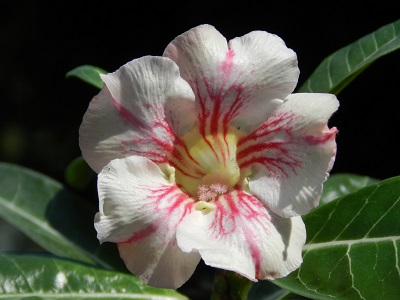 RSCN0400.JPG