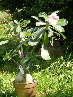 RSCN0395.JPG