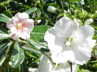RSCN0394.JPG