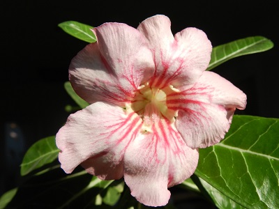 RSCN0448.JPG