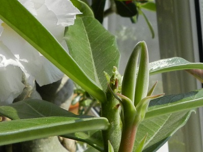 RSCN0453.JPG