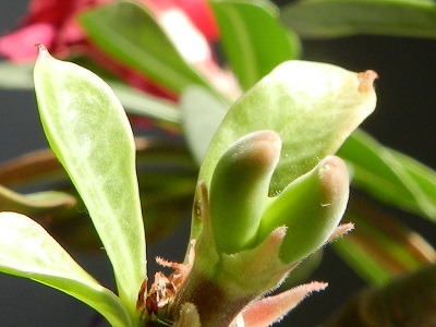 RSCN0461.JPG