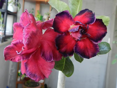 RSCN0459.JPG