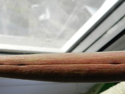 RSCN0596.JPG