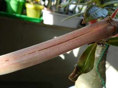 RSCN0597.JPG