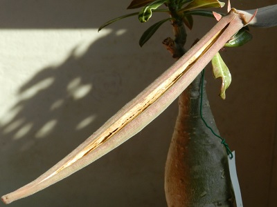 RSCN0595.JPG