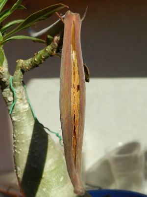 RSCN0593.JPG
