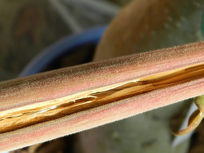 RSCN0594.JPG