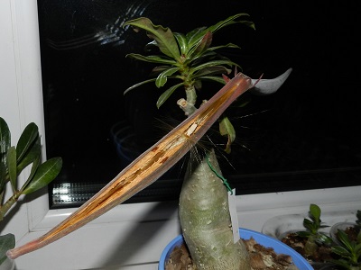 RSCN0661.JPG