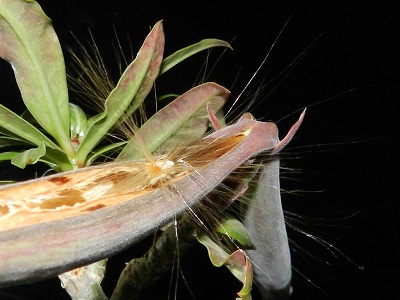 RSCN0662.JPG