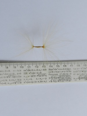 RSCN0738.JPG