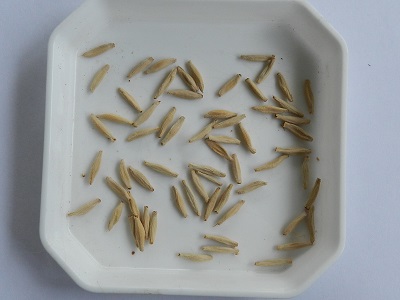 RSCN0735.JPG