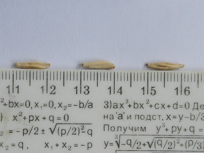 RSCN0737.JPG