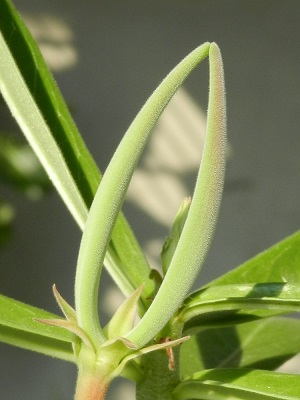 RSCN0755.JPG