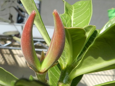 RSCN0756.JPG