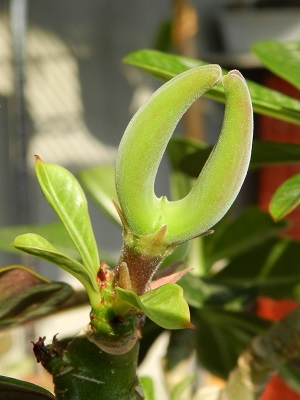 RSCN0751.JPG