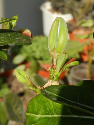 RSCN0752.JPG