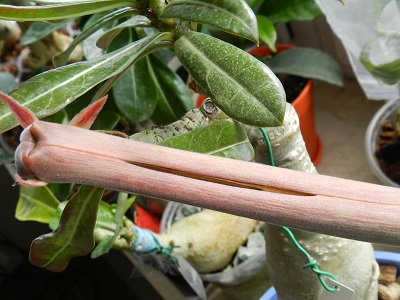 RSCN0776.JPG
