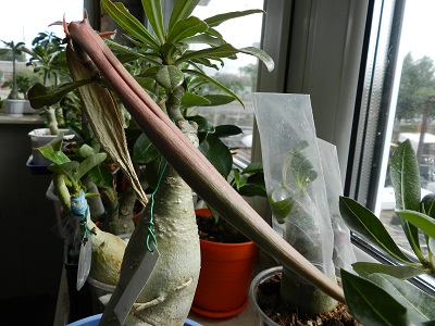 RSCN0771.JPG