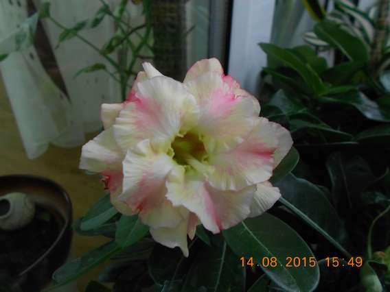 DSCN5165_thumb.jpg
