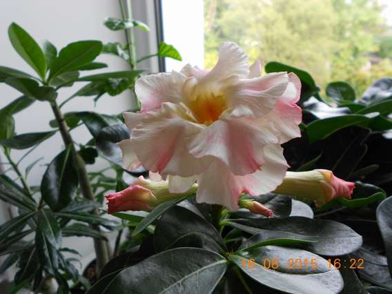 DSCN5227_thumb.jpg