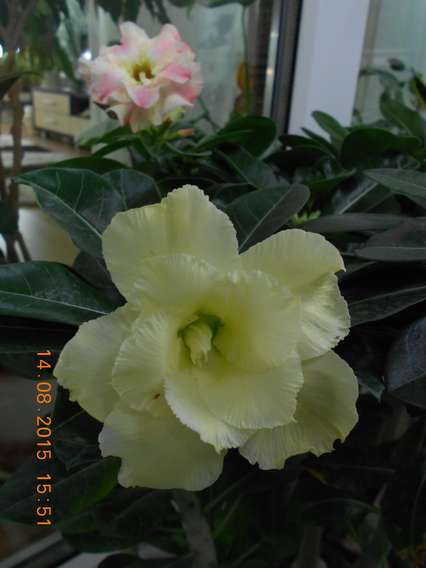 DSCN5169_thumb.jpg