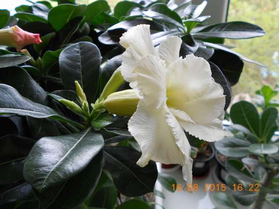 DSCN5229_thumb.jpg