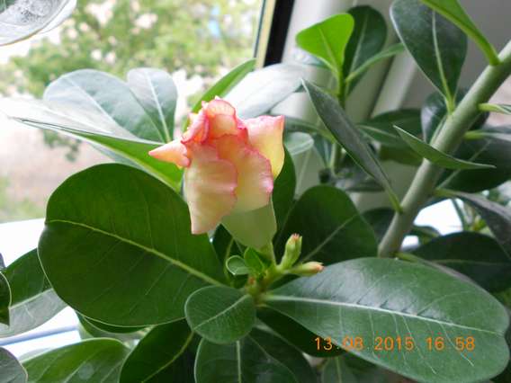 DSCN5161_thumb.jpg