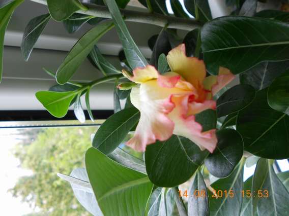 DSCN5174_thumb.jpg