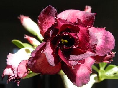 RSCN0844.JPG