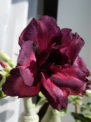 RSCN0878.JPG