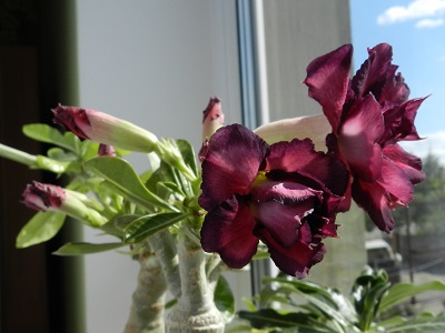 RSCN0880.JPG