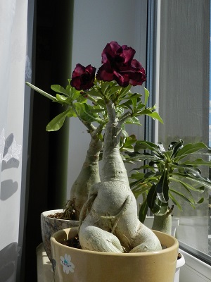 RSCN0881.JPG