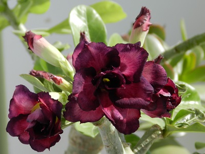 RSCN0883.JPG