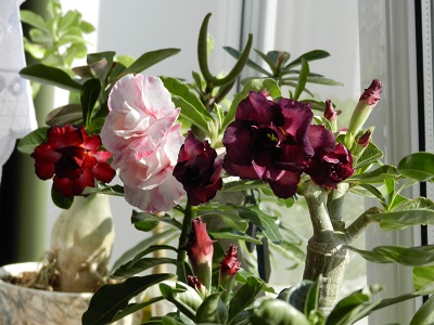 RSCN0916.JPG