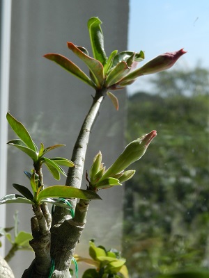 RSCN0838.JPG
